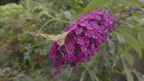 Mariposa-Pintada-De-Dama-Alimentándose-De-Una-Flor-De-Arbusto-Buddleia-En-Un-Jardín-Inglés-En-Verano