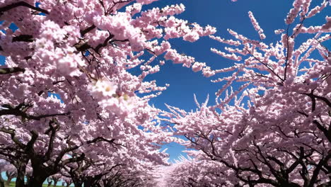 beautiful pink cherry blossoms in springtime