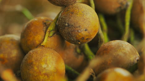 close up shot of a bunch of coyol palm fruit, harvested to produce oil, or biodiesel