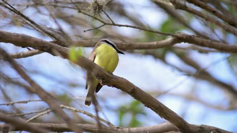 Ave-De-La-Especie-Gran-Kiskadee-Posada-En-La-Rama-De-Un-árbol