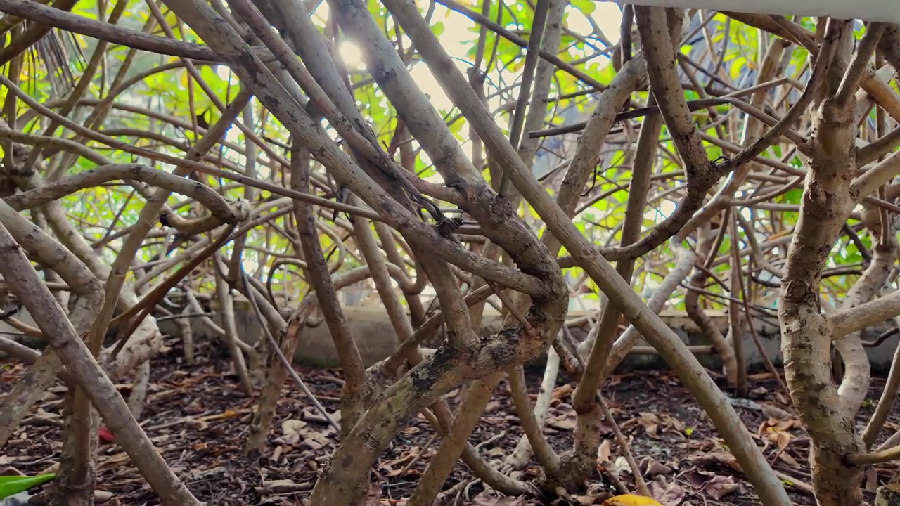 A journey into the untouched tropical forests of the Maldives