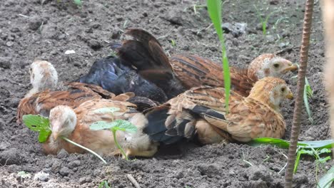 birds relaxing - playing