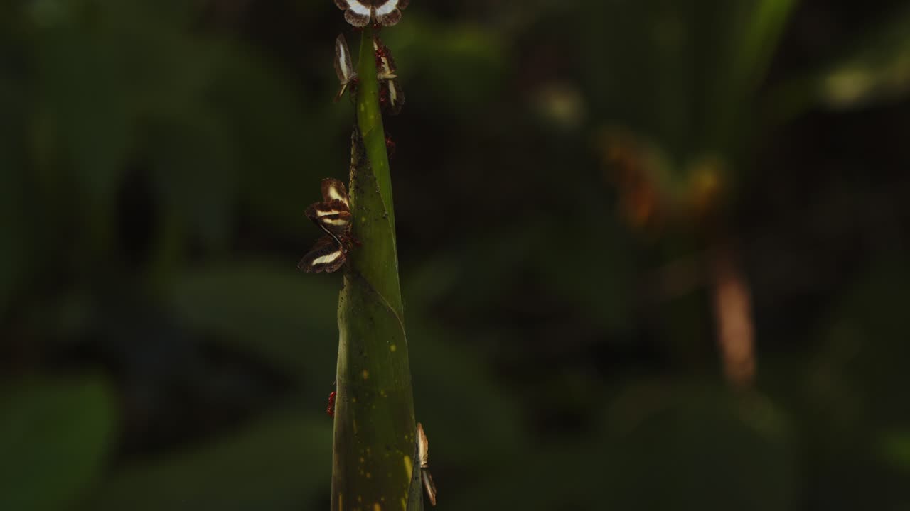 Sap-rich jungle shoot attracts ants and butterflies in the soft morning light of Peru’s Amazon.