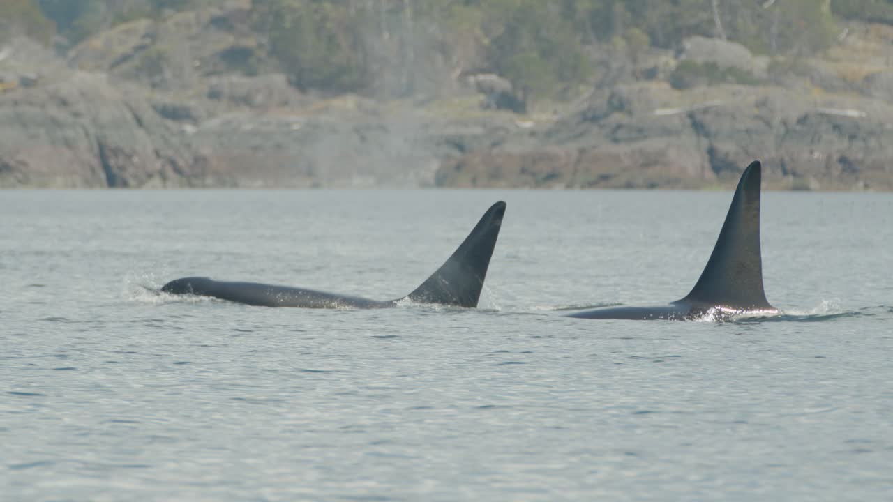 un par de brechas icónicas de la orca macho para soplar, largas aletas dorsales, isla de vancouver