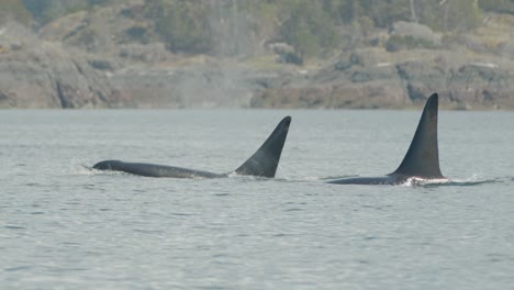 pair of iconic male orca breaches to blow, long dorsal fins, vancouver island