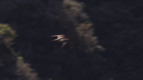 peregrine falcon seen gliding swooping across a canyon below gaining speed as it travels, showing dark upper colors and aerodynamic shape