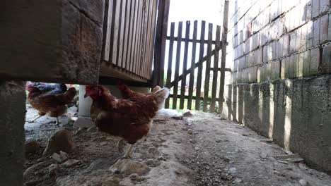 Many-red-chickens-on-a-summer-day-in-the-village