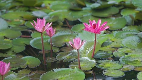 Vibrant-pink-water-lilies,-weather-changes-from-sunny-to-cloudy,-windy