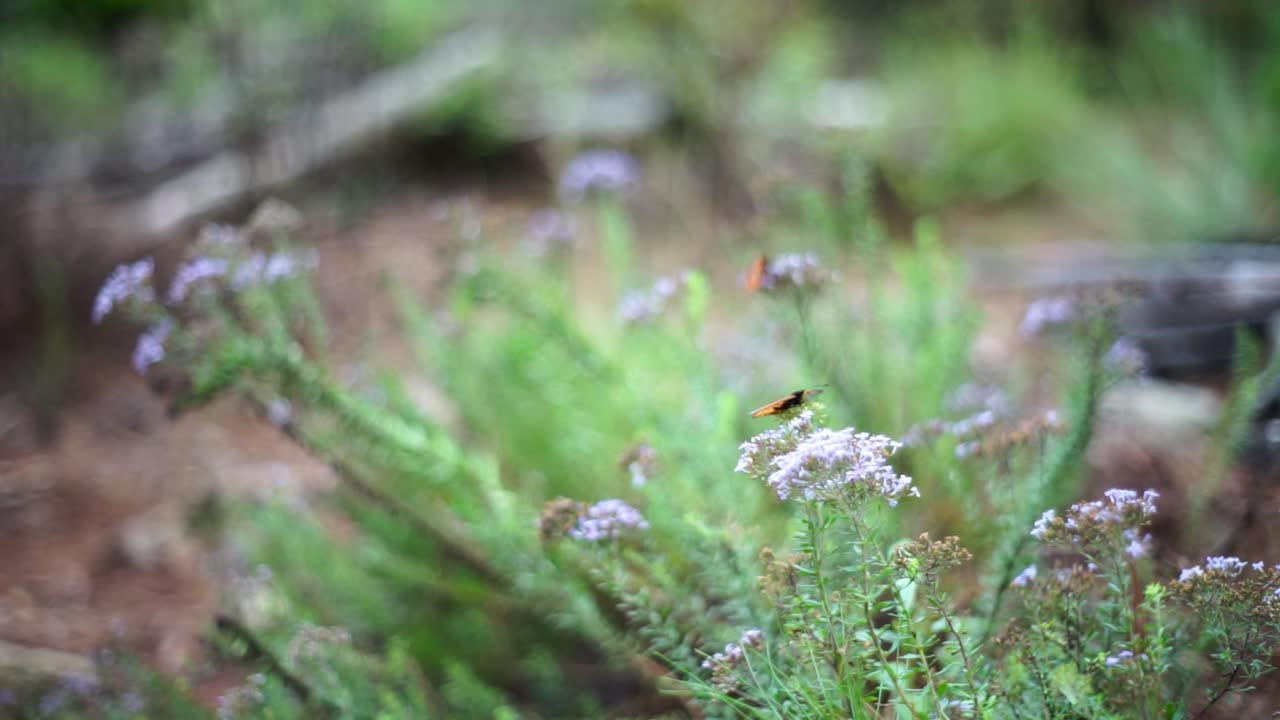 꽃을 먹는 나비