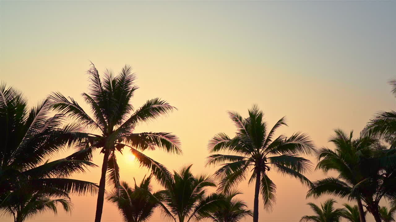 Beautiful tropical silhouette view of Palm tress with sunset in the background on a clear sky