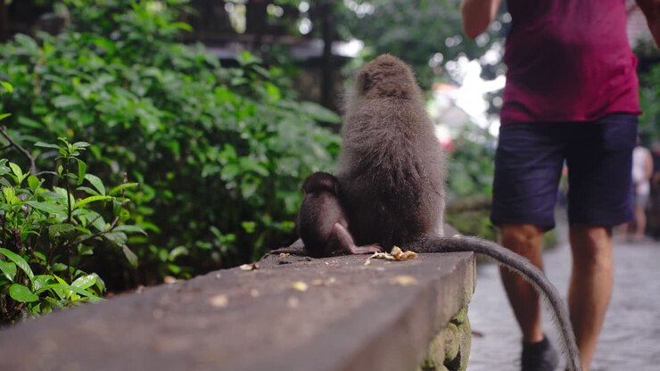 Baby monkey with mother in urban environment Ubud forest of Bali in Indonesia