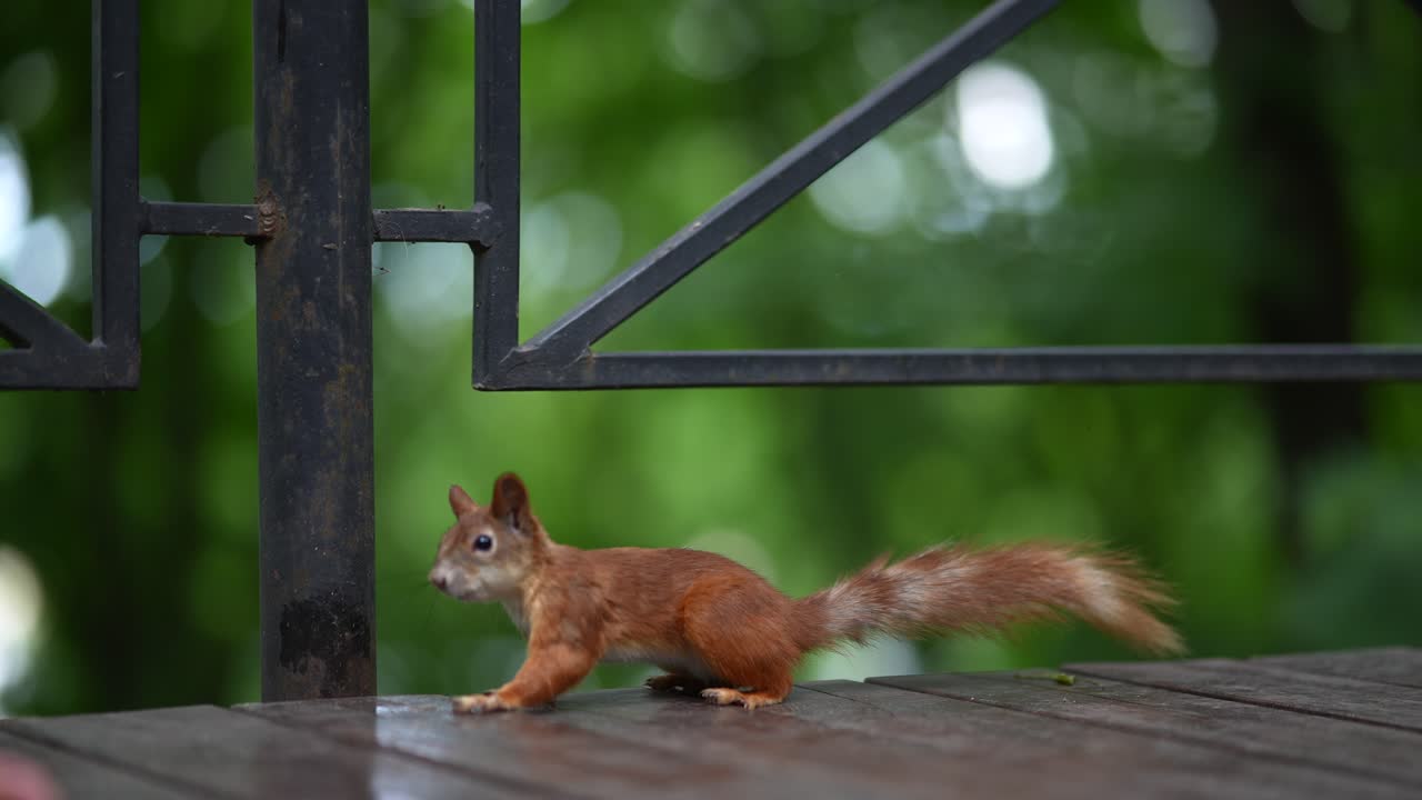 Squirrel on a Wooden Deck