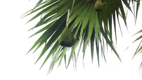 Weaver bird building cylindrical green nest on Asian palmyra palm leaf, day