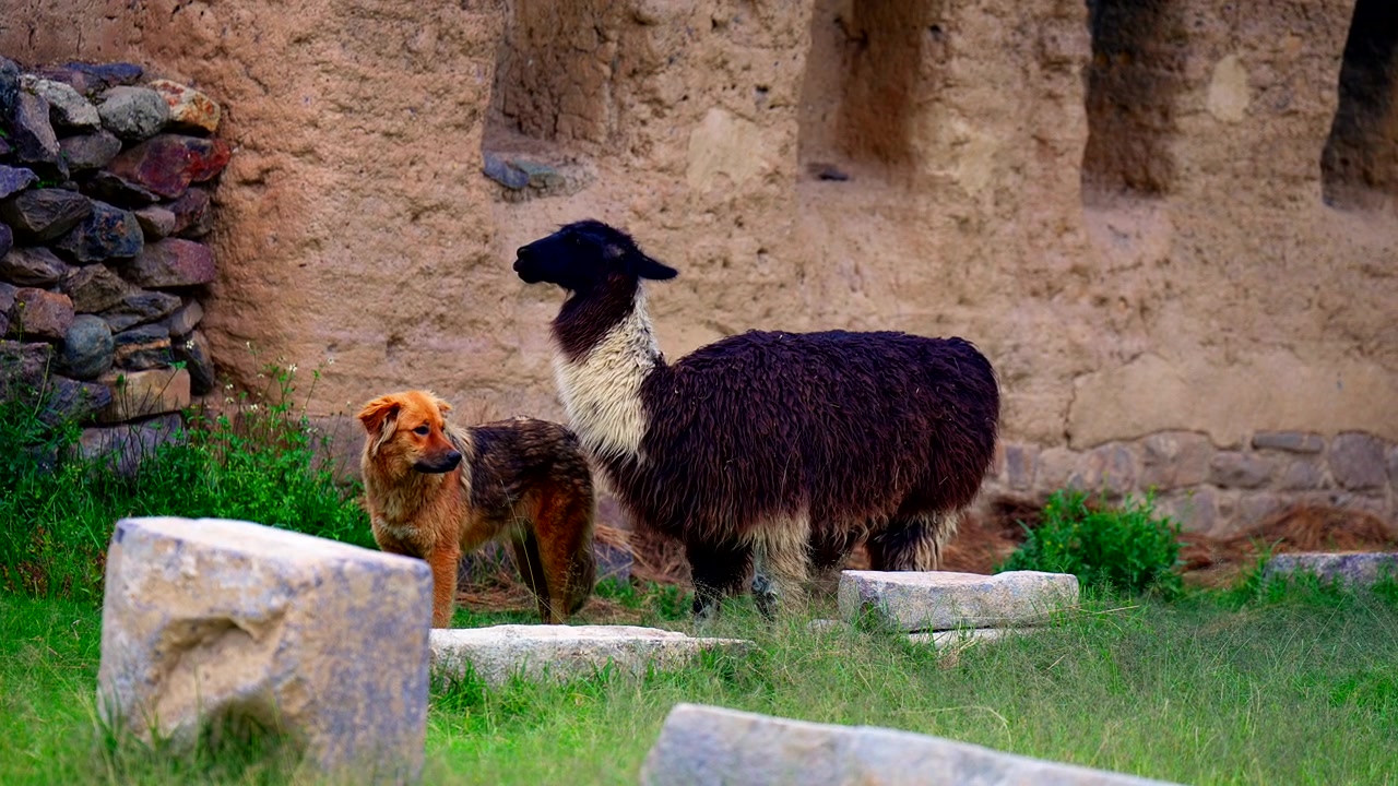 Cão e Lhama parecem estar criando laços ao lado de antigas ruínas de pedra em Ollantaytambo, Vale Sagrado, Peru, América do Sul, criando um encontro animal incomum, filmado à mão.