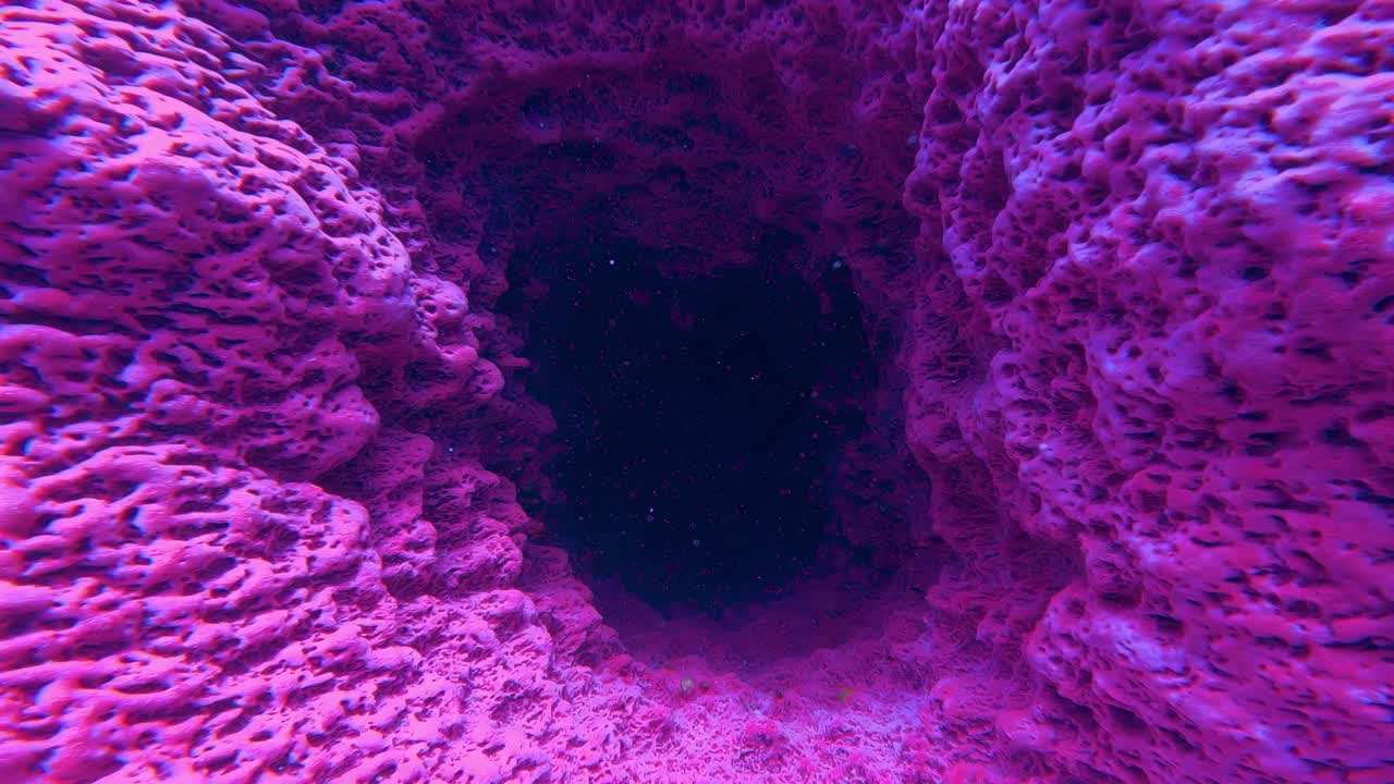 sumérgete en el enigmático mundo de las maravillas submarinas con esta vista de cerca de la estructura cavernosa de un coral, resaltada por sus intrincadas texturas y colores vibrantes