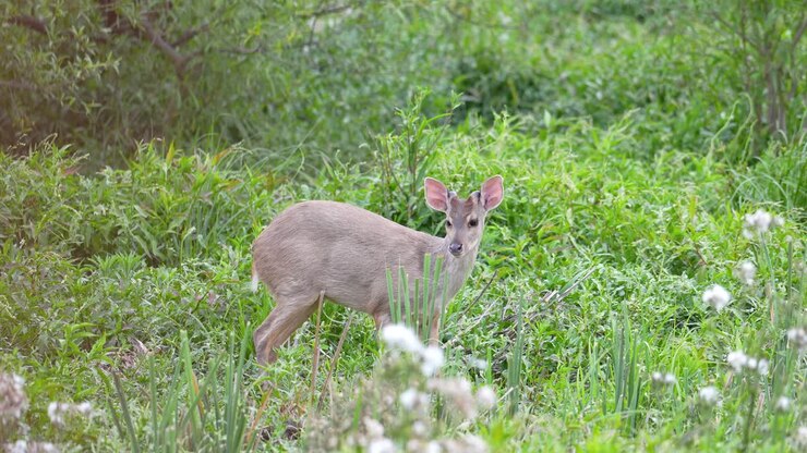 vue rapprochée d'un petit cerf des marais de l'ibera qui mange dans les buissons