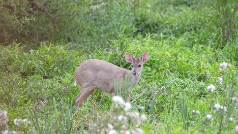 Nahaufnahme-Eines-Kleinen-Hirsches-Aus-Den-Ibera-Sümpfen,-Der-In-Büschen-Frisst