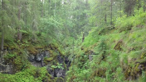 forest landscape with rocks and vegetation