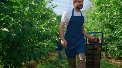 Agronomists-team-researching-plantation-harvesting-berry-crates-on-farmland