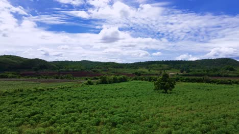 bajo ángulo de dolly disparado sobre el campo de cultivos en tailandia en un hermoso día