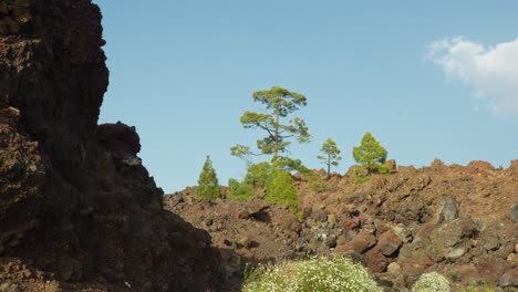 White-flower-give-some-hope-in-a-barren-volcanic-landscape,-Tenerife