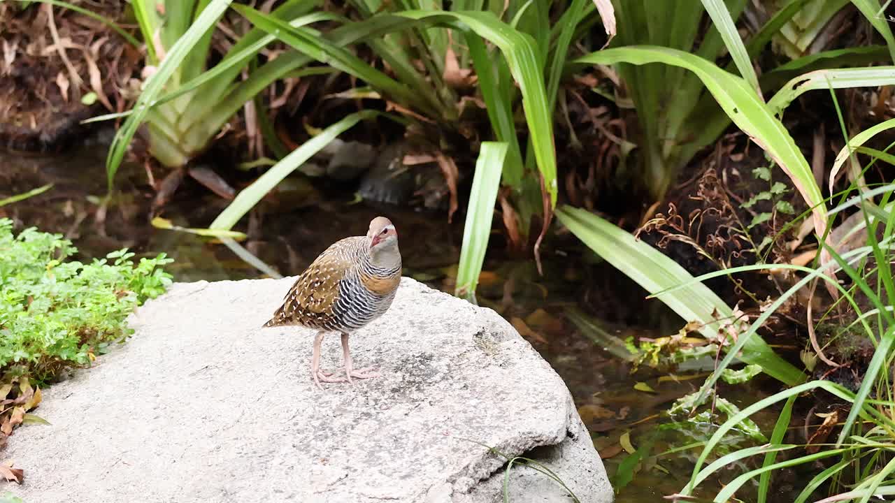 carril de pecho rojo en roca cerca de la vegetación