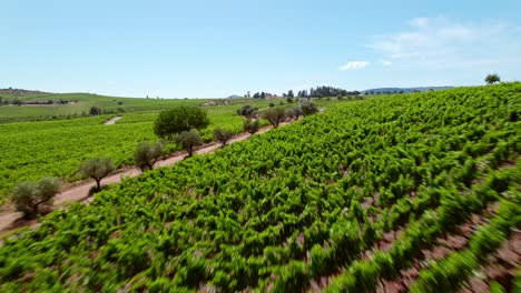 Vineyards-Green-Landscape-in-Chile-Aerial-Drone-Above-Cauquenes-Wine-Valley-in-Maule-Region,-Clear-Scenic-Skyline-in-Natural-Coastal-Soil
