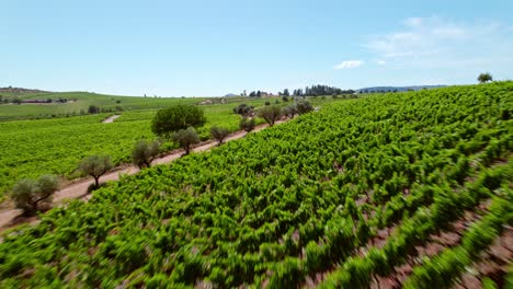 vineyards green landscape in chile aerial drone above cauquenes wine valley in maule region, clear scenic skyline in natural coastal soil