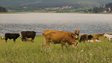 different color cows eating fresh green grass on meadow near lake in bulgaria