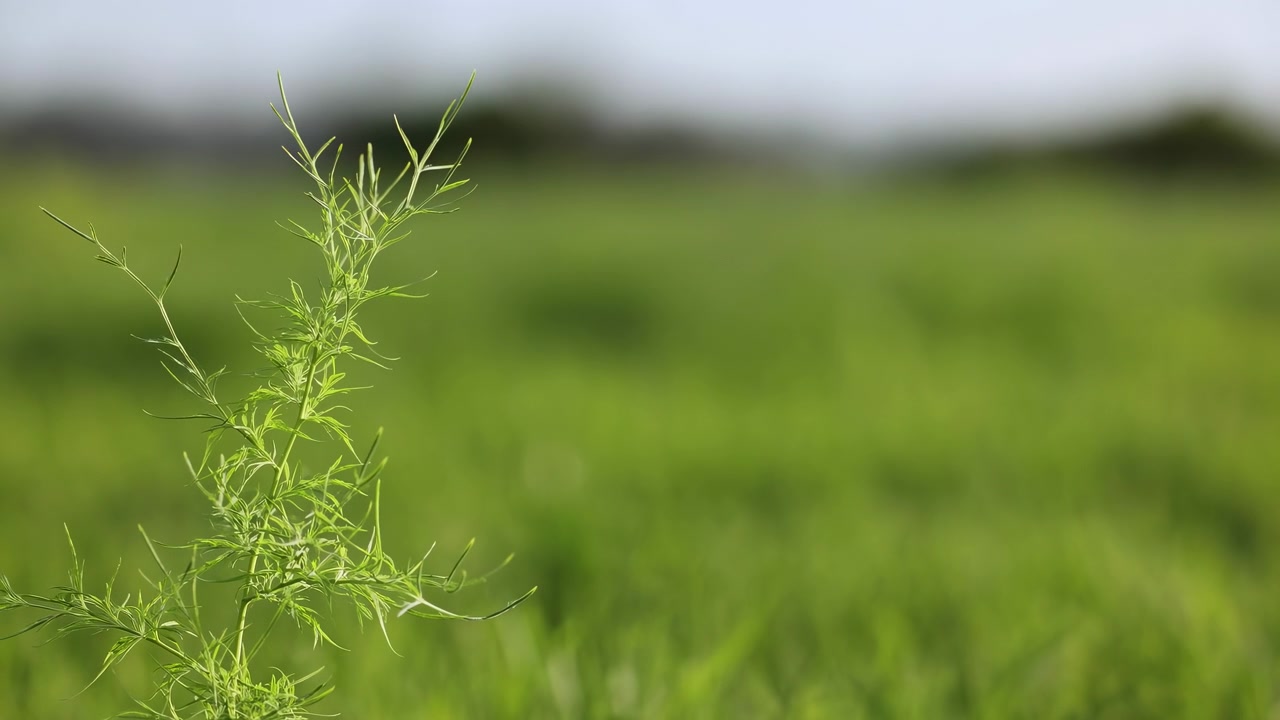 Un campo erboso sereno sotto un cielo nuvoloso, catturato in uno scatto statico grandangolare, che mostra la bellezza naturale di un paesaggio. La scena è per sfondi commerciali, design editoriale