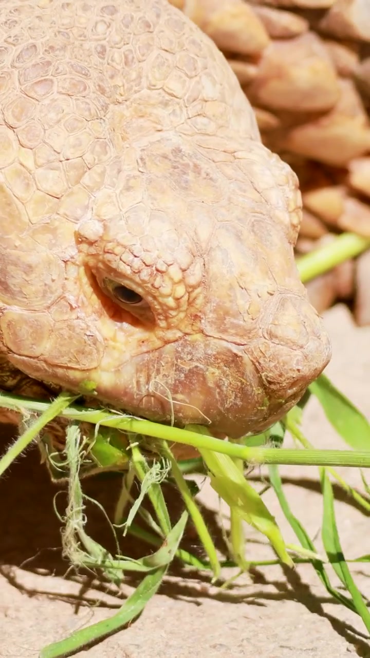 A detailed vertical close-up showing a tortoise's head and textured scales while munching grass.