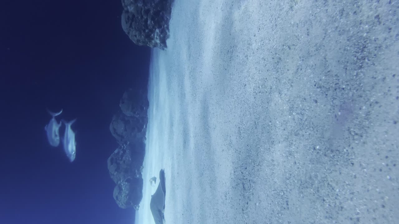 Vertical Shot - Fishes Swimming And Resting In An Aquarium With Clear Water And Sandy Floor