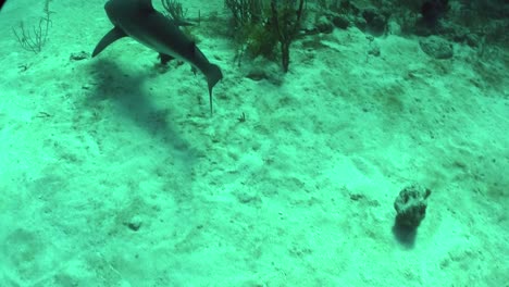buena filmación de un tiburón nadando bajo el agua 1