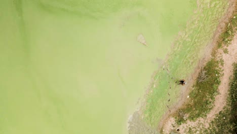 fisherman casting and retrieving his cast net fishing in an vivid green algae infested waterway in asia, aerial birds eye view, slow-mo close up part 2