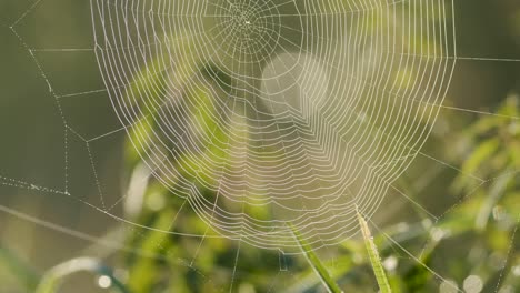 spider web full with morning dew water drops in sunrise light