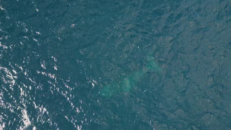 Aerial-top-view-of-a-whale-swimming-under-the-ocean-water