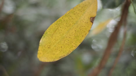 detalles de la naturaleza otoñal en las montañas de carolina del norte