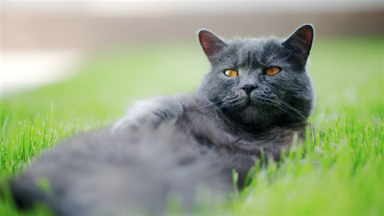 Gatto British Shorthair con occhi arancioni che si rilassa sull'erba in un giardino