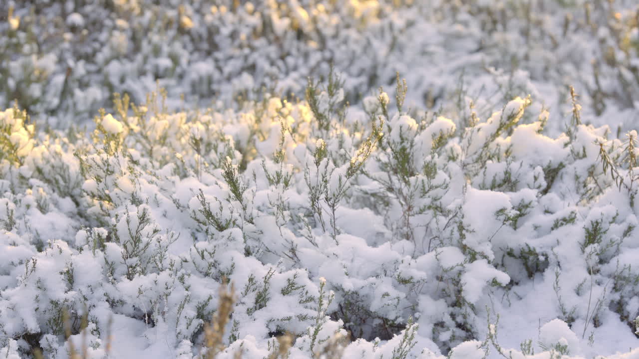 Cespuglio ghiacciato illuminato da un morbido tramonto, prospettiva macro invernale di un leggero disgelo