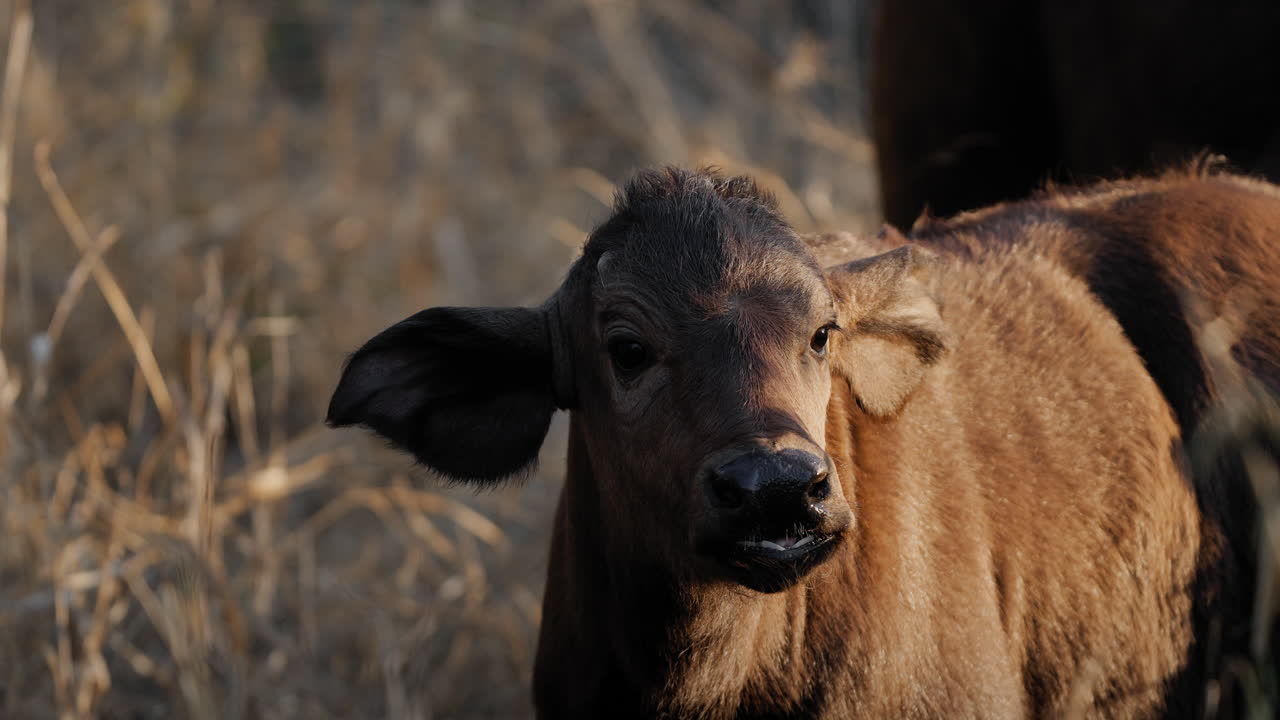 Baby Buffalo Calf in the Grass