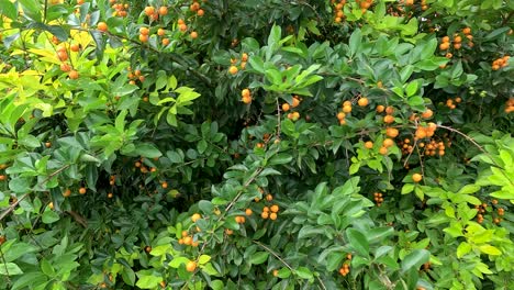 bright orange berries of duranta erecta amidst dense green leaves under natural light in dorrigo, nsw, australia