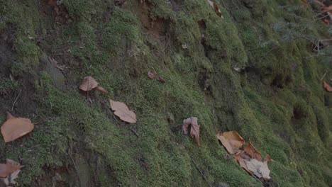 Moss-on-ground-in-autumn,-Wissahickon-Creek