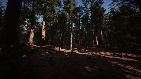 Riesenmammutbäume-Oder-Sierra-Mammutbäume-Wachsen-Im-Wald