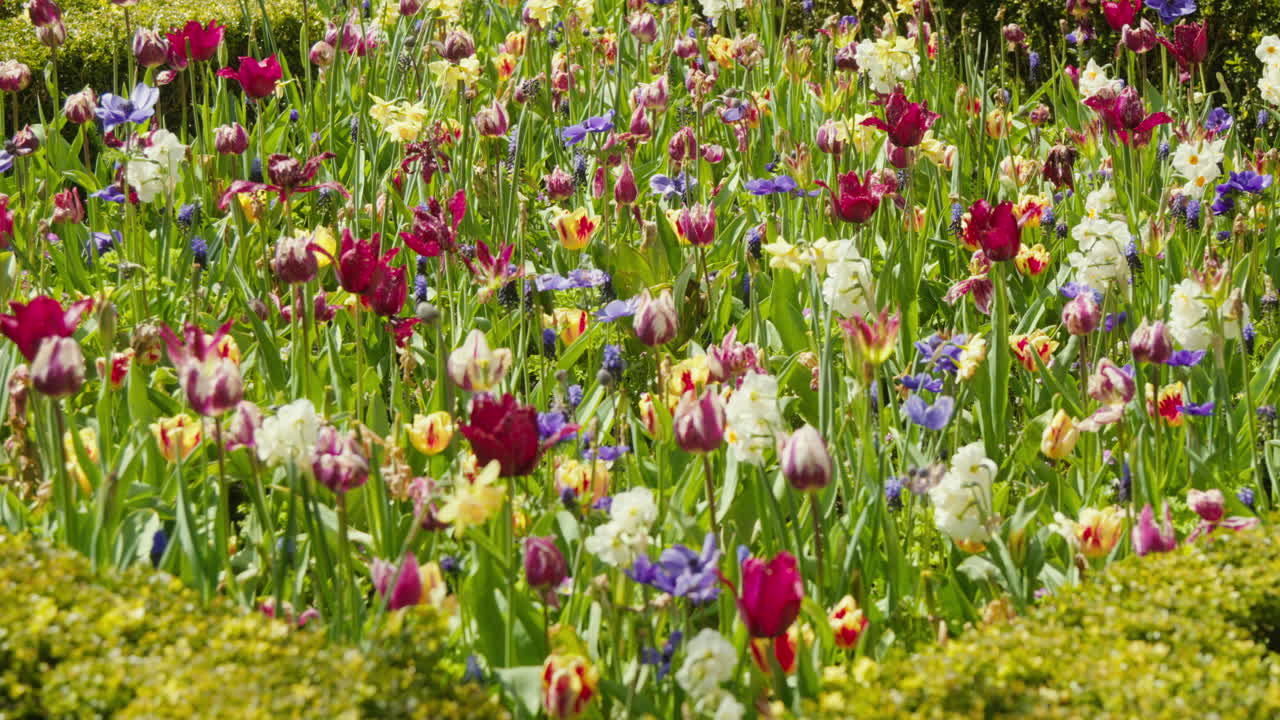 Nærbillede af Rijksmuseums Have i Amsterdam med farvestrålende tulipaner på en solskinsdag