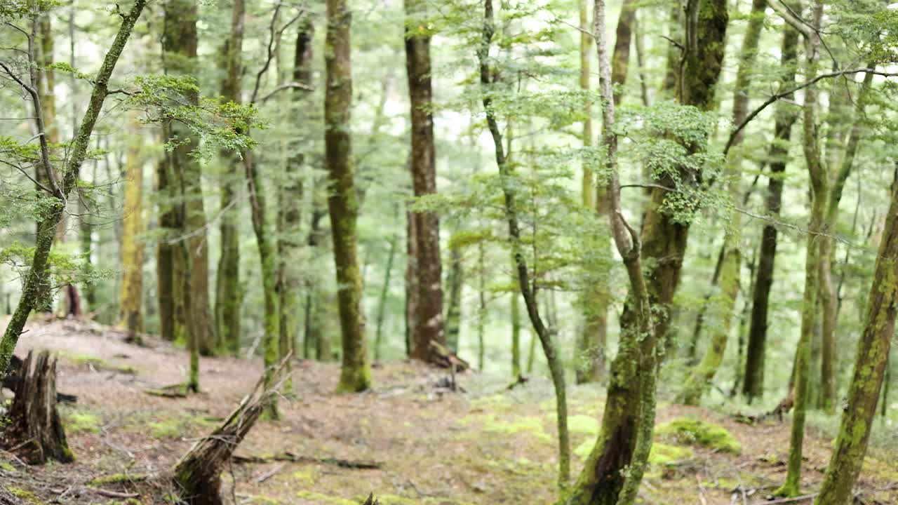 A tranquil forest scene with lush green trees and soft lighting, captured in Mount Earnslaw, Queenstown
