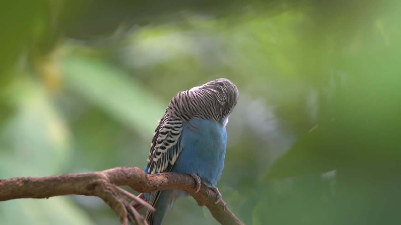 Pappagallino ondulato selvatico, Melopsittacus undulatus, che si pulisce e si liscia le piume, gonfia le sue bellissime piume blu, rilassandosi sul ramo dell'albero su uno sfondo sfocato di foresta verde al parco faunistico di Langkawi