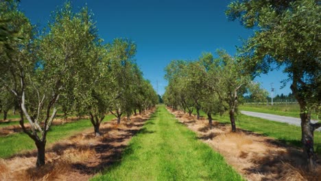 Olivenhain-An-Sonnigen-Sommertagen-Mit-Langem-Gras-Zwischen-Den-Reihen