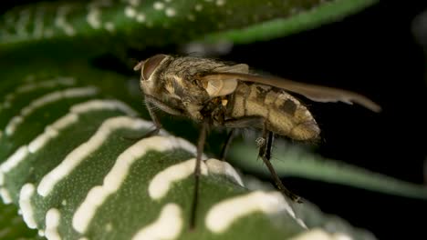 la mosca en una hoja de planta