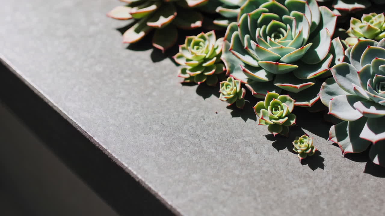 Succulent Arrangement on Counter