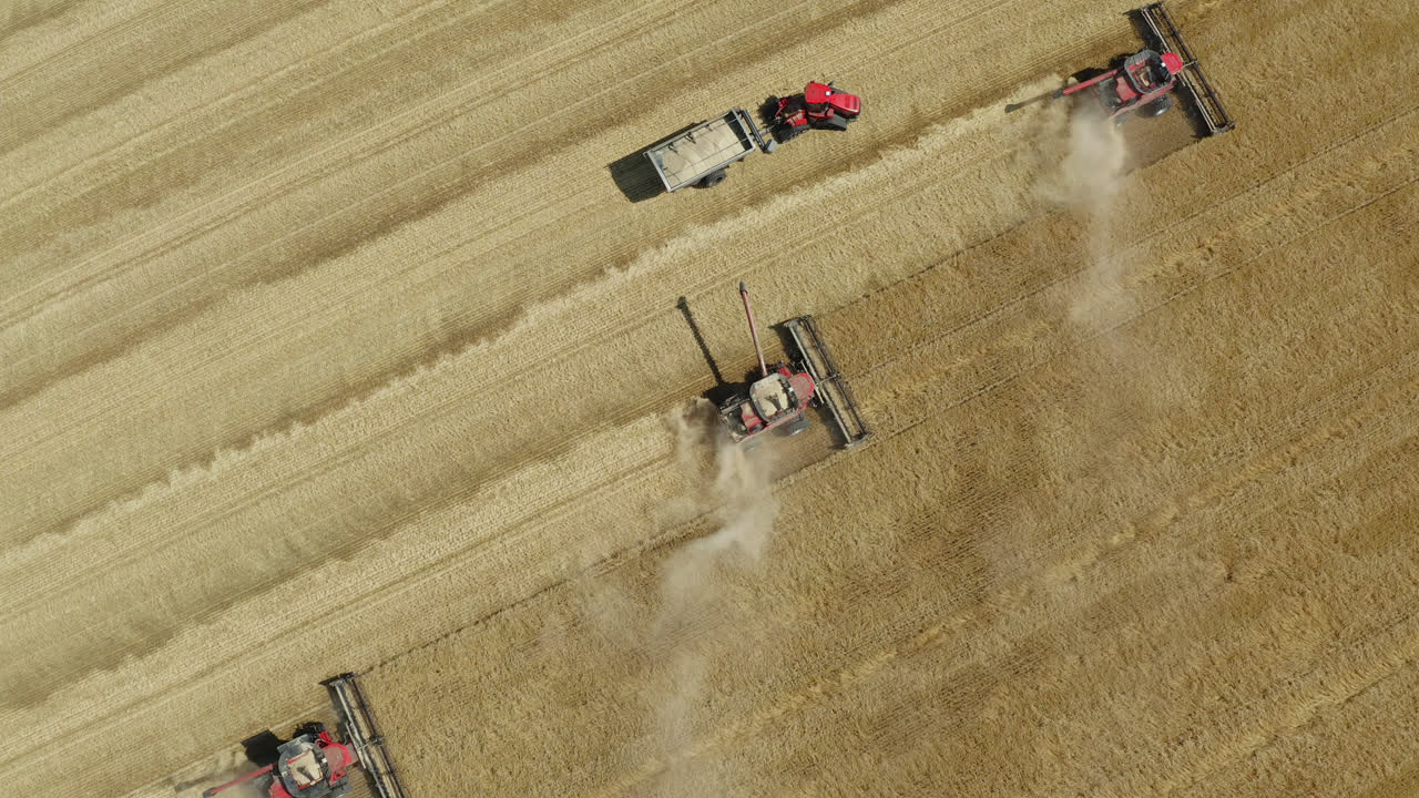 Dust rises from combines harvesting grain, Saskatchewan, Canada